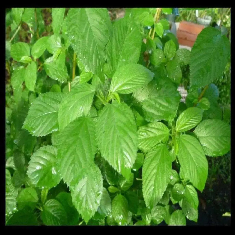 JUTE GREENS,summer Spinach  (Live Plants )  Asian Vegetable, - Caribbean garden seed