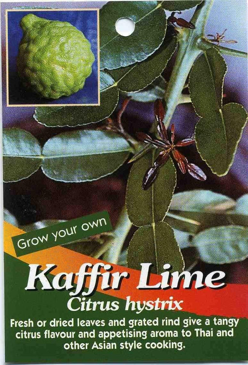 KAFFIR LIME Plant SEEDS - Citrus Hystrix-makrut,or magrood, - Caribbean garden seed