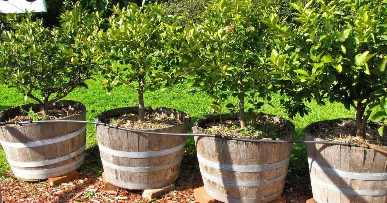 KAFFIR LIME Plant SEEDS - Citrus Hystrix-makrut,or magrood, - Caribbean garden seed