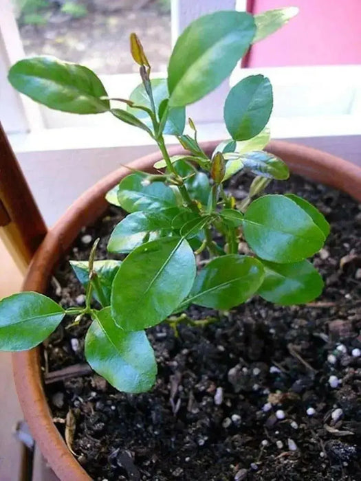 KAFFIR LIME Plant SEEDS - Citrus Hystrix-makrut,or magrood, - Caribbean garden seed