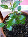KAFFIR LIME Plant SEEDS - Citrus Hystrix-makrut,or magrood, - Caribbean garden seed