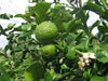 KAFFIR LIME Plant SEEDS - Citrus Hystrix-makrut,or magrood, - Caribbean garden seed