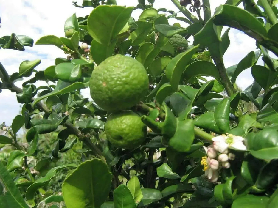 KAFFIR LIME Plant SEEDS - Citrus Hystrix-makrut,or magrood, - Caribbean garden seed