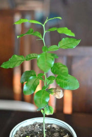 KAFFIR LIME Plant SEEDS - Citrus Hystrix-makrut,or magrood, - Caribbean garden seed