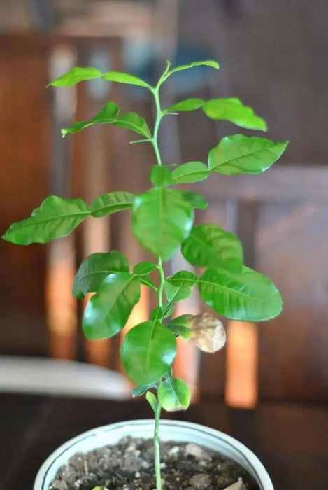 KAFFIR LIME Plant SEEDS - Citrus Hystrix-makrut,or magrood, - Caribbean garden seed