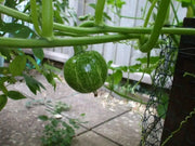 Kabocha Squash SEEDS, Japanese pumpkin ,ASIAN VEGETABLE - Caribbean garden seed