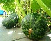 Kabocha Squash SEEDS, Japanese pumpkin ,ASIAN VEGETABLE - Caribbean garden seed
