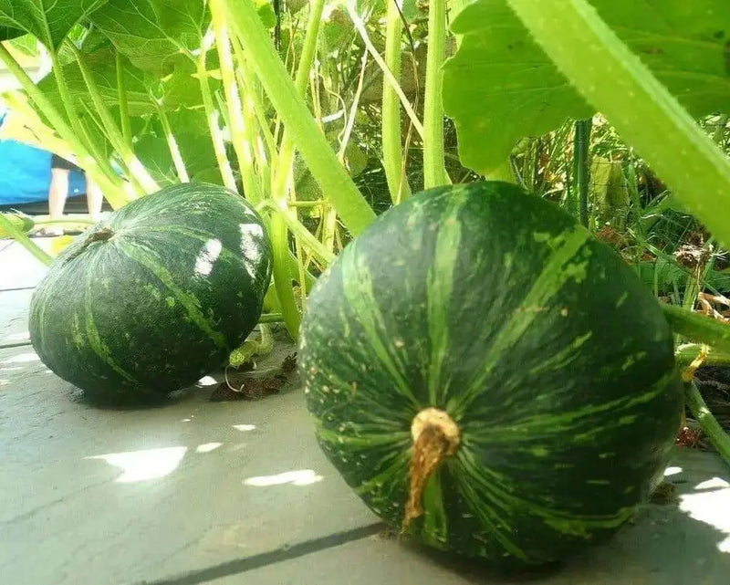Kabocha Squash SEEDS, Japanese pumpkin ,ASIAN VEGETABLE - Caribbean garden seed
