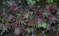 Kale RED FRILL ,Vegetables Seed -Microgreens, baby leaf - Caribbean garden seed