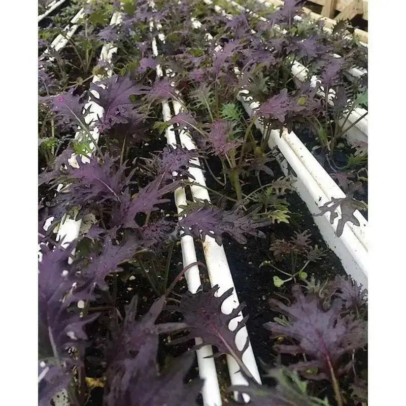 Kale RED FRILL ,Vegetables Seed -Microgreens, baby leaf - Caribbean garden seed