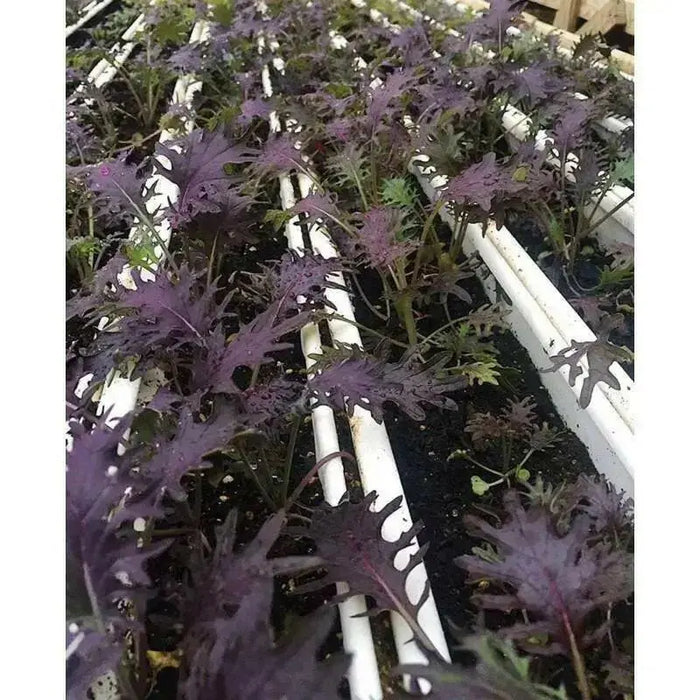 Kale RED FRILL ,Vegetables Seed -Microgreens, baby leaf - Caribbean garden seed