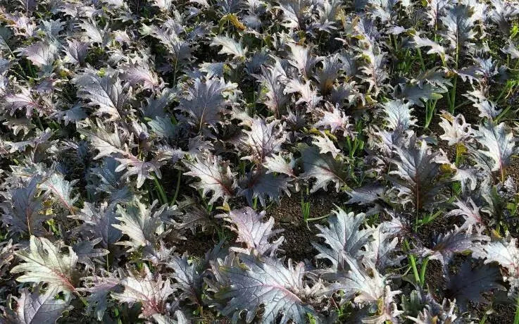 Kale RED FRILL ,Vegetables Seed -Microgreens, baby leaf - Caribbean garden seed