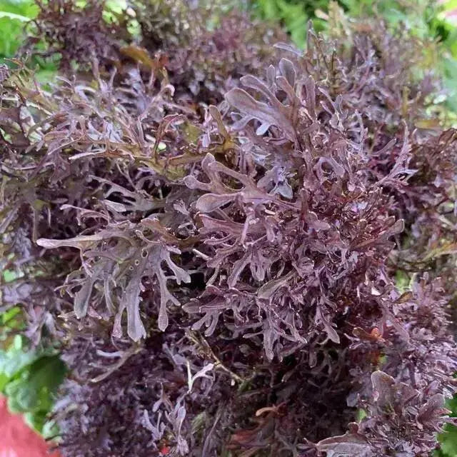 Kale RED FRILL ,Vegetables Seed -Microgreens, baby leaf - Caribbean garden seed