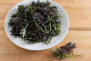 Kale RED FRILL ,Vegetables Seed -Microgreens, baby leaf - Caribbean garden seed