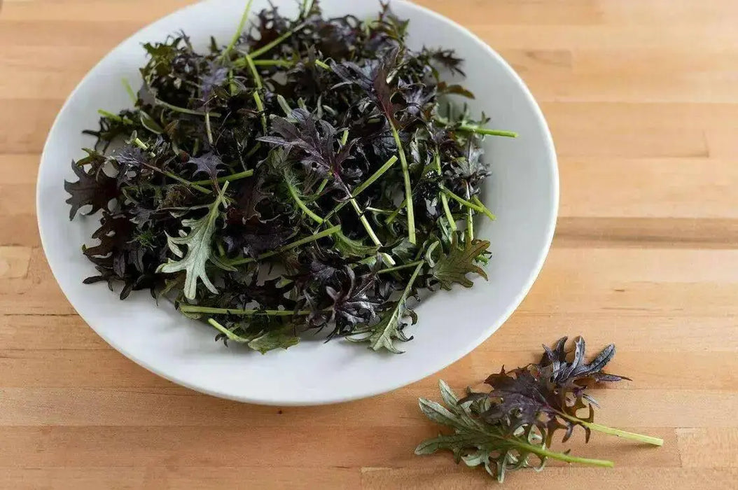 Kale RED FRILL ,Vegetables Seed -Microgreens, baby leaf - Caribbean garden seed