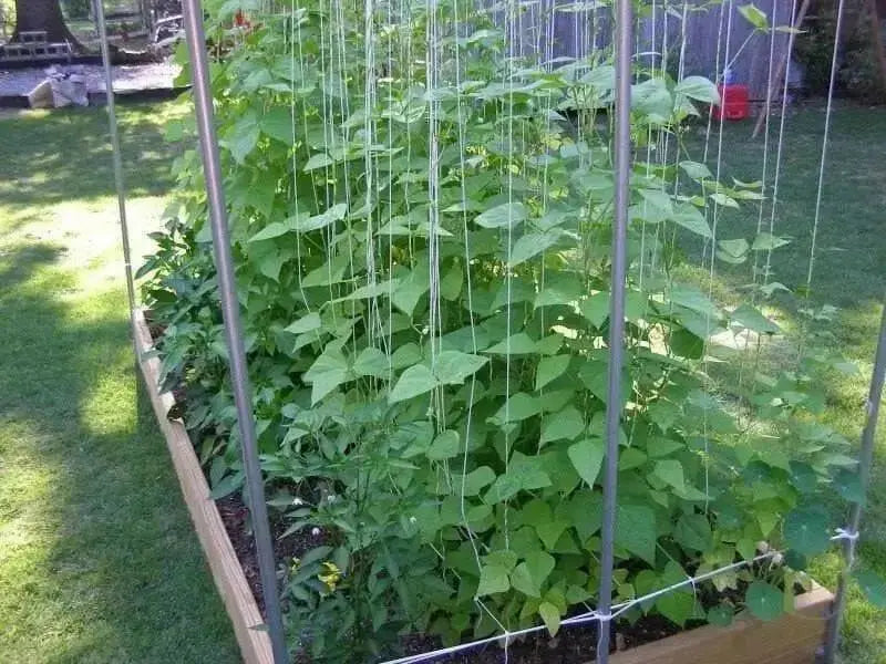 Kentucky Blue Pole Bean Seeds - Caribbean garden seed