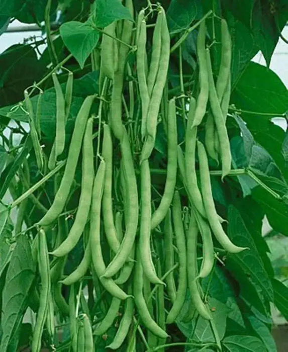 Kentucky Blue Pole Bean Seeds - Caribbean garden seed