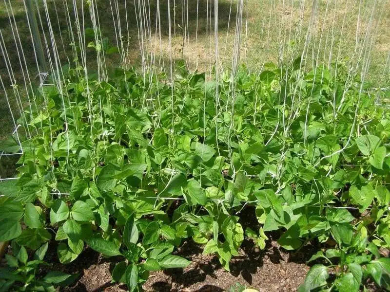 Kentucky Blue Pole Bean Seeds - Caribbean garden seed