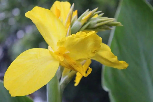 King city gold ,Canna Rhizome,tropical foliage - Caribbean garden seed