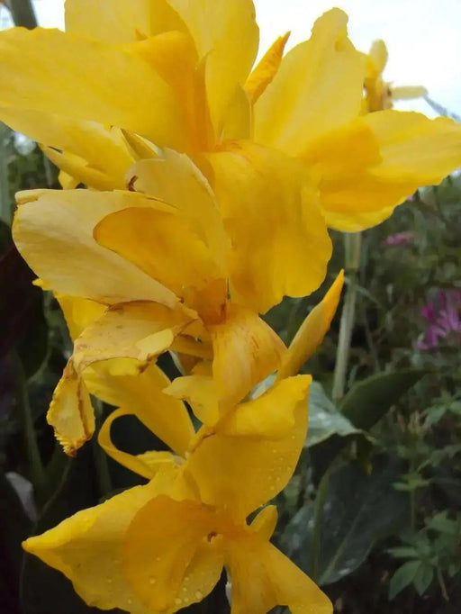 King city gold ,Canna Rhizome,tropical foliage - Caribbean garden seed
