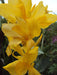 King city gold ,Canna Rhizome,tropical foliage - Caribbean garden seed