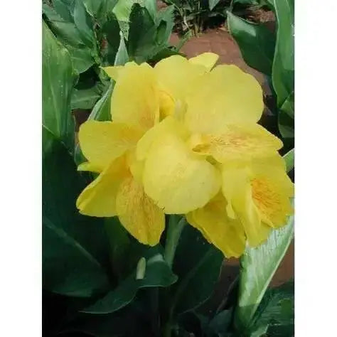 King city gold ,Canna Rhizome,tropical foliage - Caribbean garden seed