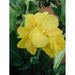 King city gold ,Canna Rhizome,tropical foliage - Caribbean garden seed
