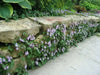 Kenilworth Ivy SEEDS ,Toadflax Flowers Vine - Caribbean garden seed