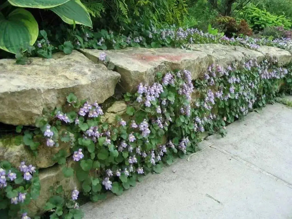 Kenilworth Ivy SEEDS ,Toadflax Flowers Vine - Caribbean garden seed