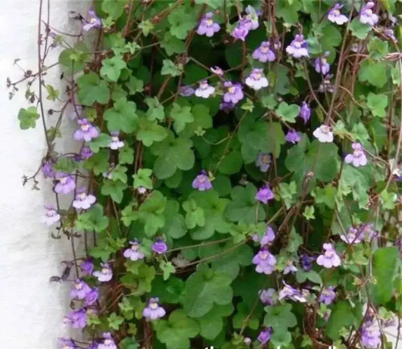 Kenilworth Ivy SEEDS ,Toadflax Flowers Vine - Caribbean garden seed