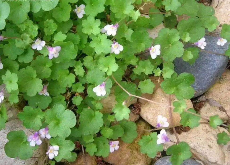 Kenilworth Ivy SEEDS ,Toadflax Flowers Vine - Caribbean garden seed