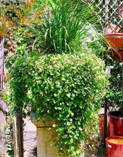 Kenilworth Ivy SEEDS ,Toadflax Flowers Vine - Caribbean garden seed