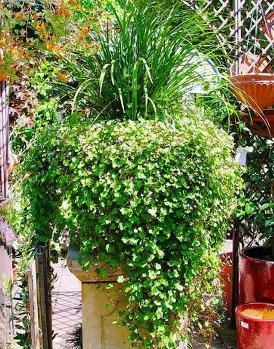 Kenilworth Ivy SEEDS ,Toadflax Flowers Vine - Caribbean garden seed