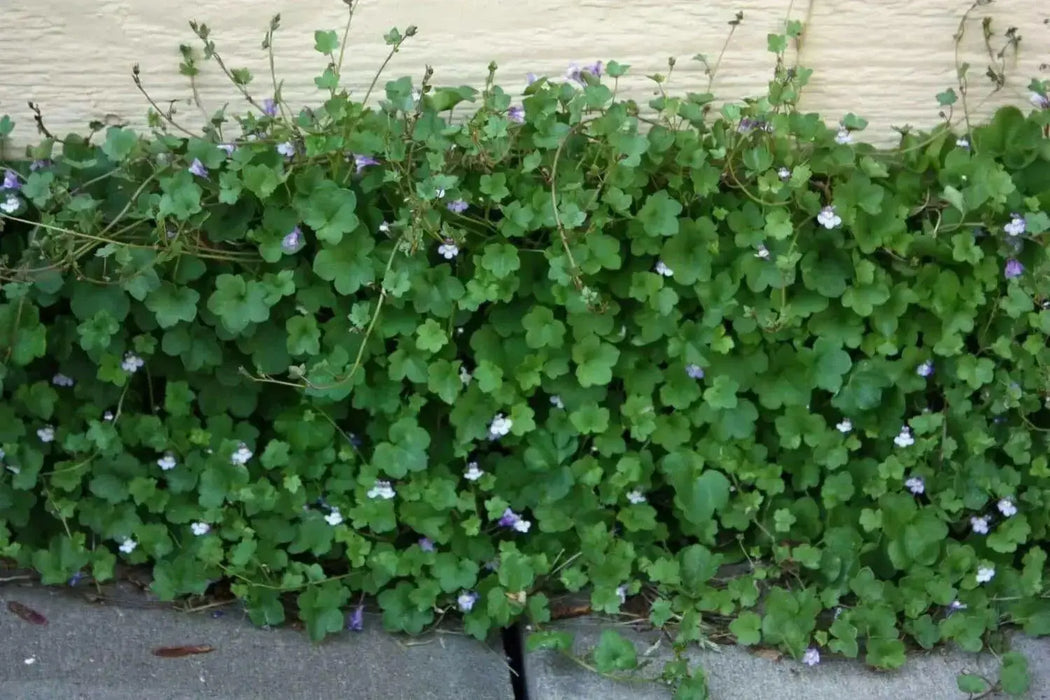 Kenilworth Ivy SEEDS ,Toadflax Flowers Vine - Caribbean garden seed