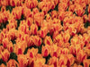 Kings Orange Tulip Bulbs /12/+cm, ( Single Late) , Shipping Now - Caribbean garden seed