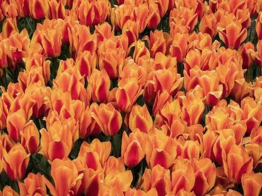 Kings Orange Tulip Bulbs /12/+cm, ( Single Late) , Shipping Now - Caribbean garden seed