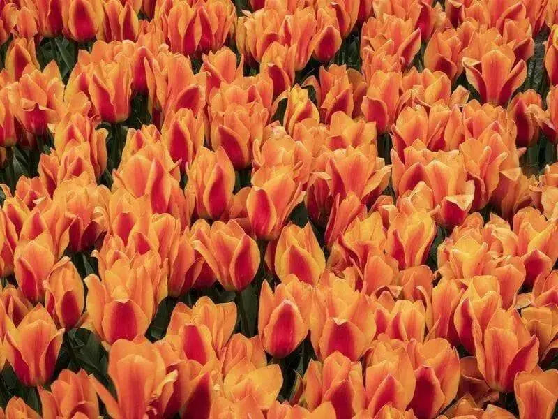 Kings Orange Tulip Bulbs /12/+cm, ( Single Late) , Shipping Now - Caribbean garden seed