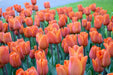Kings Orange Tulip Bulbs /12/+cm, ( Single Late) , Shipping Now - Caribbean garden seed