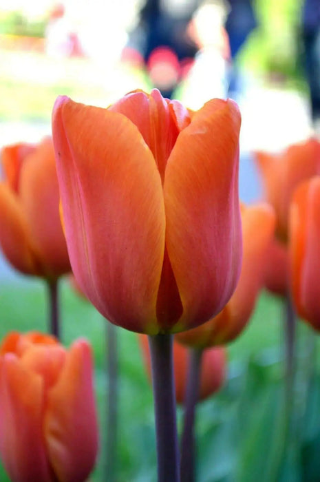 Kings Orange Tulip Bulbs /12/+cm, ( Single Late) , Shipping Now - Caribbean garden seed