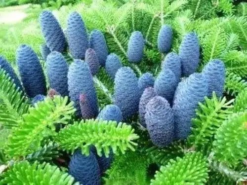 Korean Fir  Seeds - evergreen shrub - Caribbean garden seed