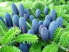 Korean Fir  Seeds - evergreen shrub - Caribbean garden seed