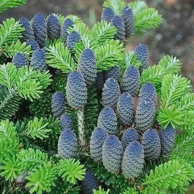 Korean Fir  Seeds - evergreen shrub - Caribbean garden seed