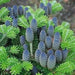 Korean Fir  Seeds - evergreen shrub - Caribbean garden seed