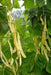 kentucky wonder Wax bean (P0LE Bean) - Caribbean garden seed