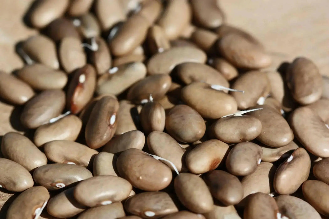 kentucky wonder Wax bean (P0LE Bean) - Caribbean garden seed