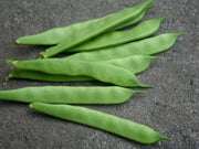 kentucky wonder Wax bean (P0LE Bean) - Caribbean garden seed