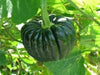 Kogiku, JAPANESE Pumpkin Seed,  Spiciality  winter Squash - Caribbean garden seed