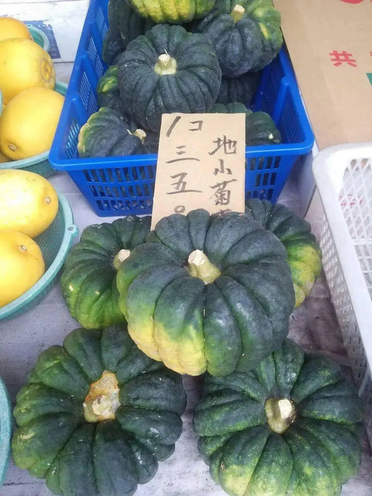 Kogiku, JAPANESE Pumpkin Seed,  Spiciality  winter Squash - Caribbean garden seed