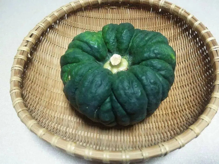 Kogiku, JAPANESE Pumpkin Seed,  Spiciality  winter Squash - Caribbean garden seed