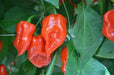 Komodo Dragon PEPPER SEEDS, Capsicum Chinense , SUPERHOT - Caribbean garden seed